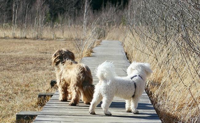 dogs stock image (S-E Byosiere)